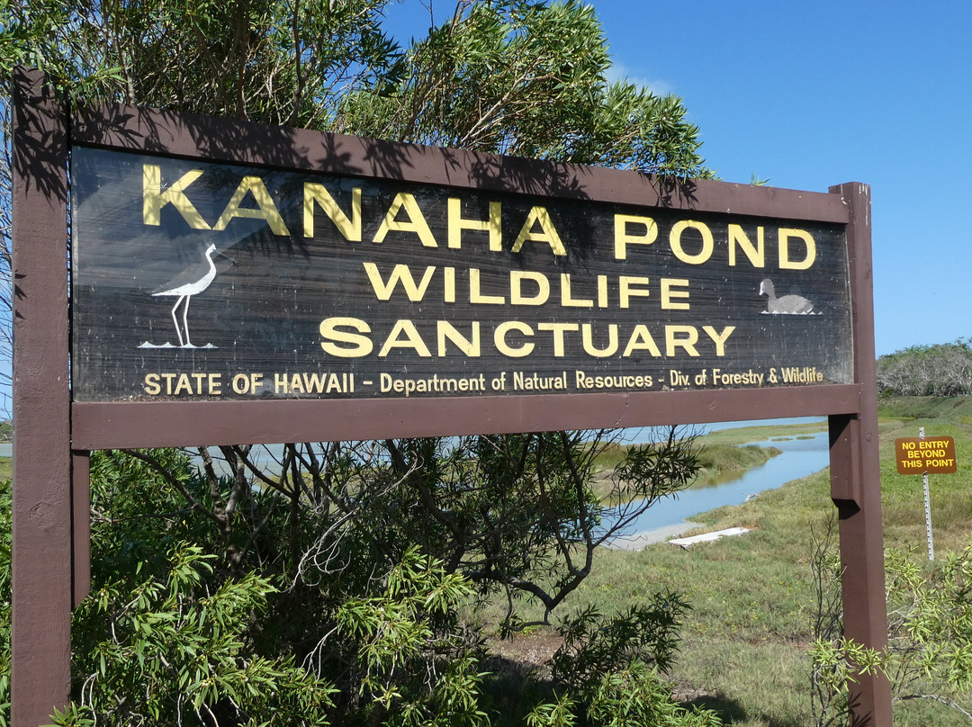 Kanaha Pond State Wildlife Sanctuary景点图片