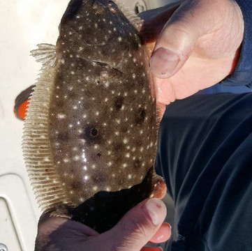 Inshore Fishing Guide-帕姆港必去景点