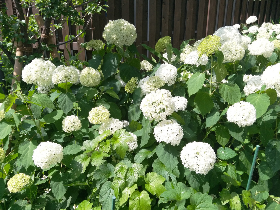 Raikoji Temple-川西市必去景点