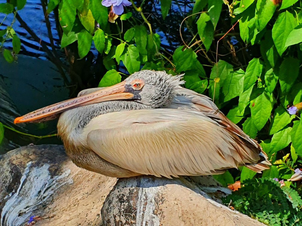 Dehiwala Zoological Garden景点图片