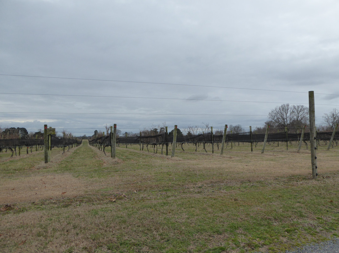 SummerWind Vineyard-Smithfield必去景点