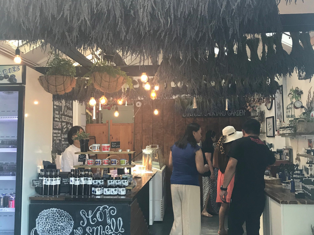 Lavender Backyard Garden-汉密尔顿必去景点