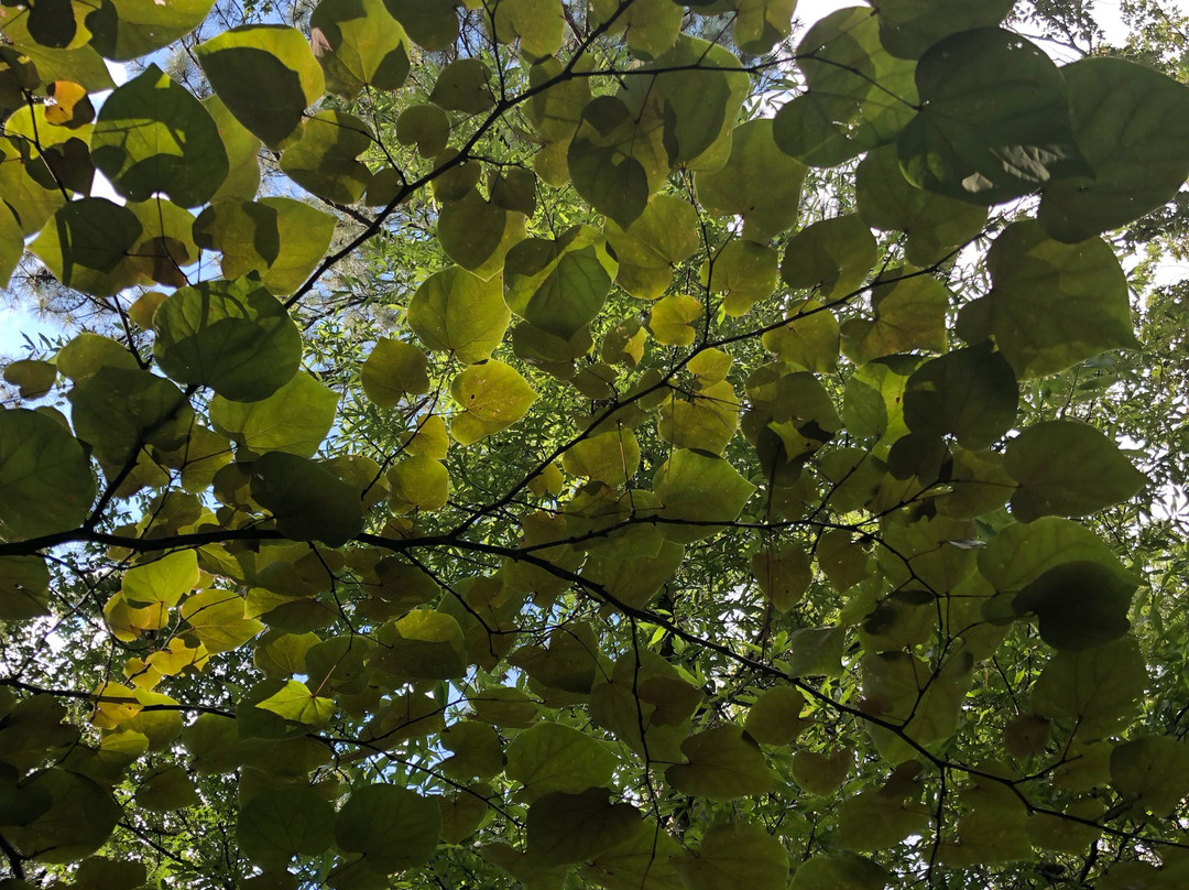 Flowood Nature Park景点图片