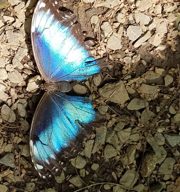 Mariposas Sarchí景点图片