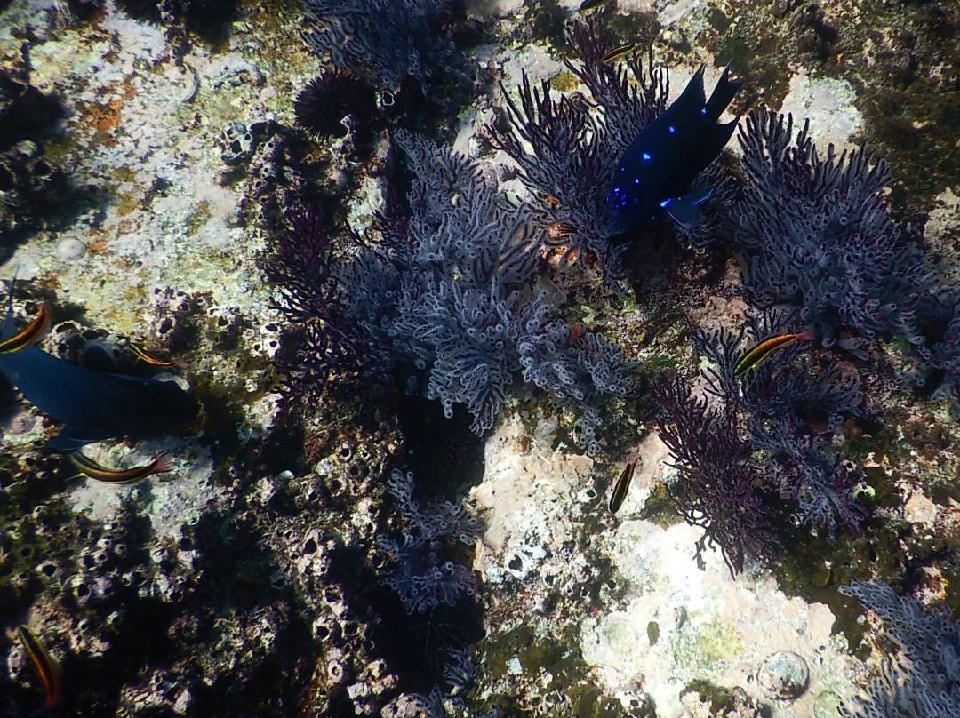 Pelican Rock-卡波圣卢卡斯必去景点