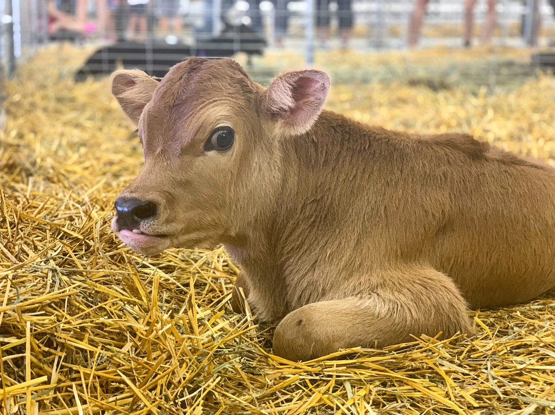 Kansas State Fair-Hutchinson必去景点