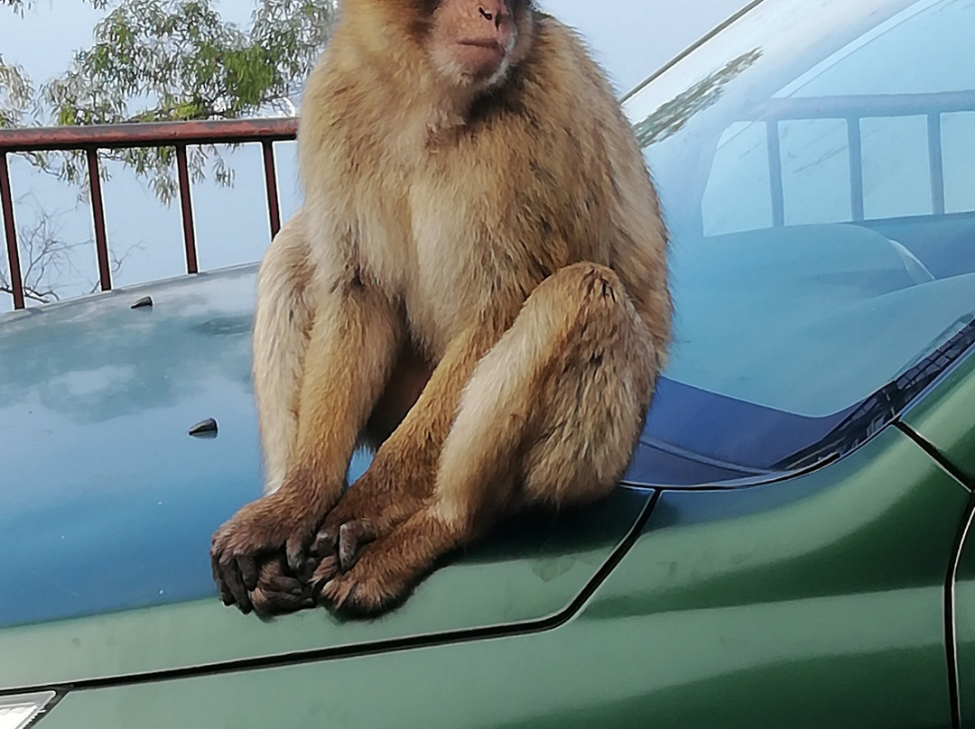 Tourss-Gibraltar Town必去景点