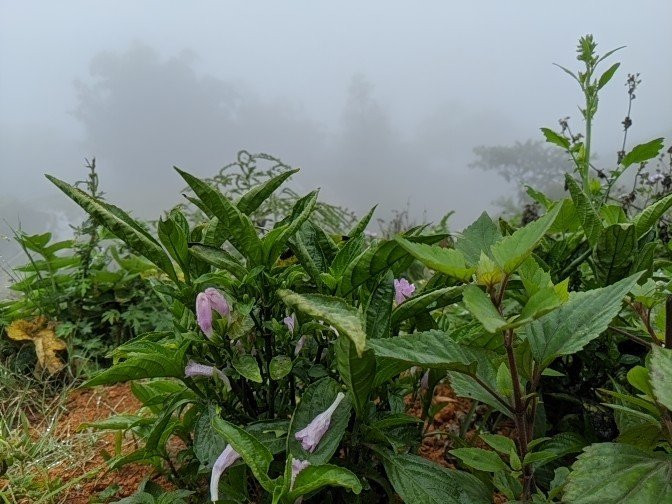 Good Morning Sapa-沙巴必去景点