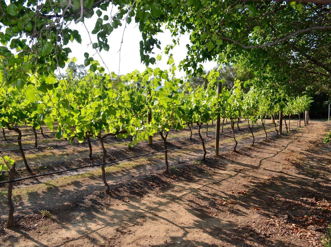 Hunter Valley Cooperage Bed & Breakfast主图