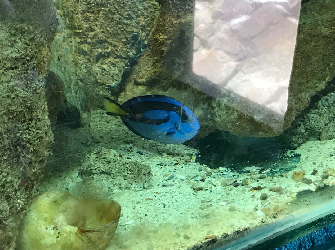 The Shark Lab-莫塞尔贝必去景点