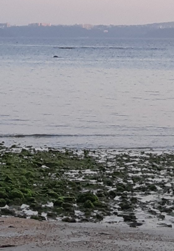 Odxel Beach-巴拿吉必去景点