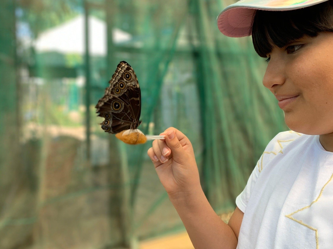 Butterfly Kingdom景点图片