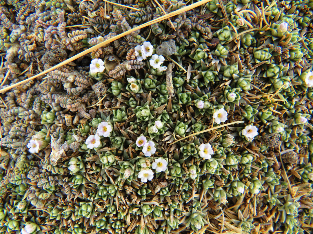 Stone Forest-Patahuasi必去景点