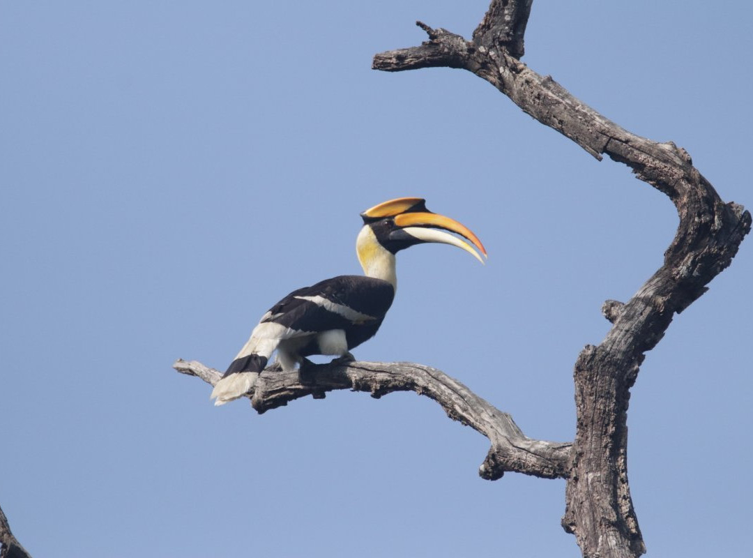 Dudhwa National Park景点图片