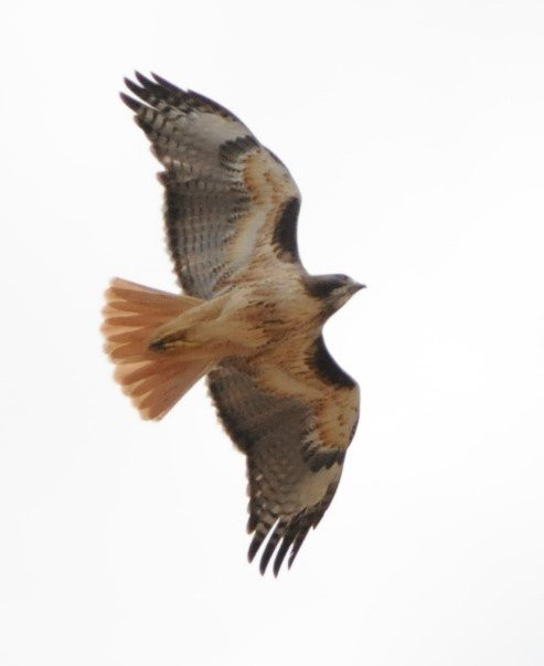 Mar y Sierra-Cabo Pulmo必去景点