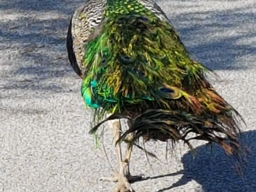 Filerimos Monastery-Filerimos必去景点