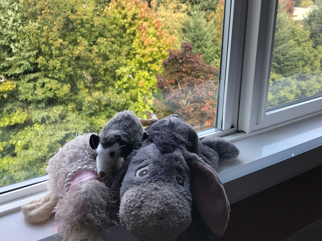 Holiday Inn Express & Suites Seattle-Sea-Tac Airport by IHG主图