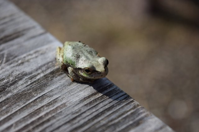 Kanegasaka Tunnel-丹波市必去景点