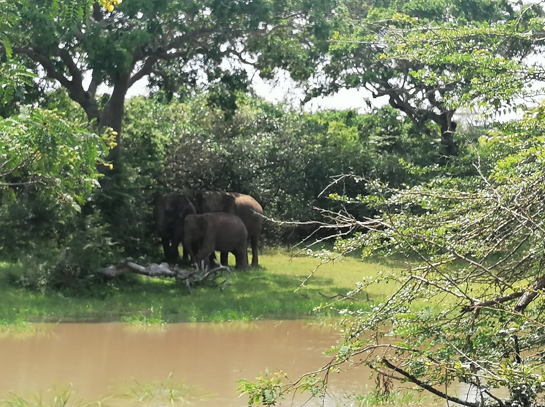 Mowgli Safari景点图片