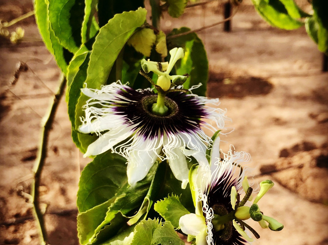 Montrigo Oasi-博阿维斯塔必去景点