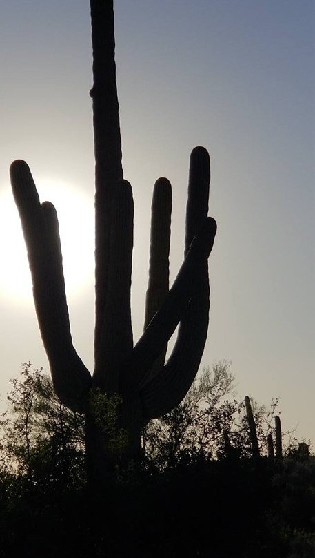 Saguaro National Park-图森必去景点