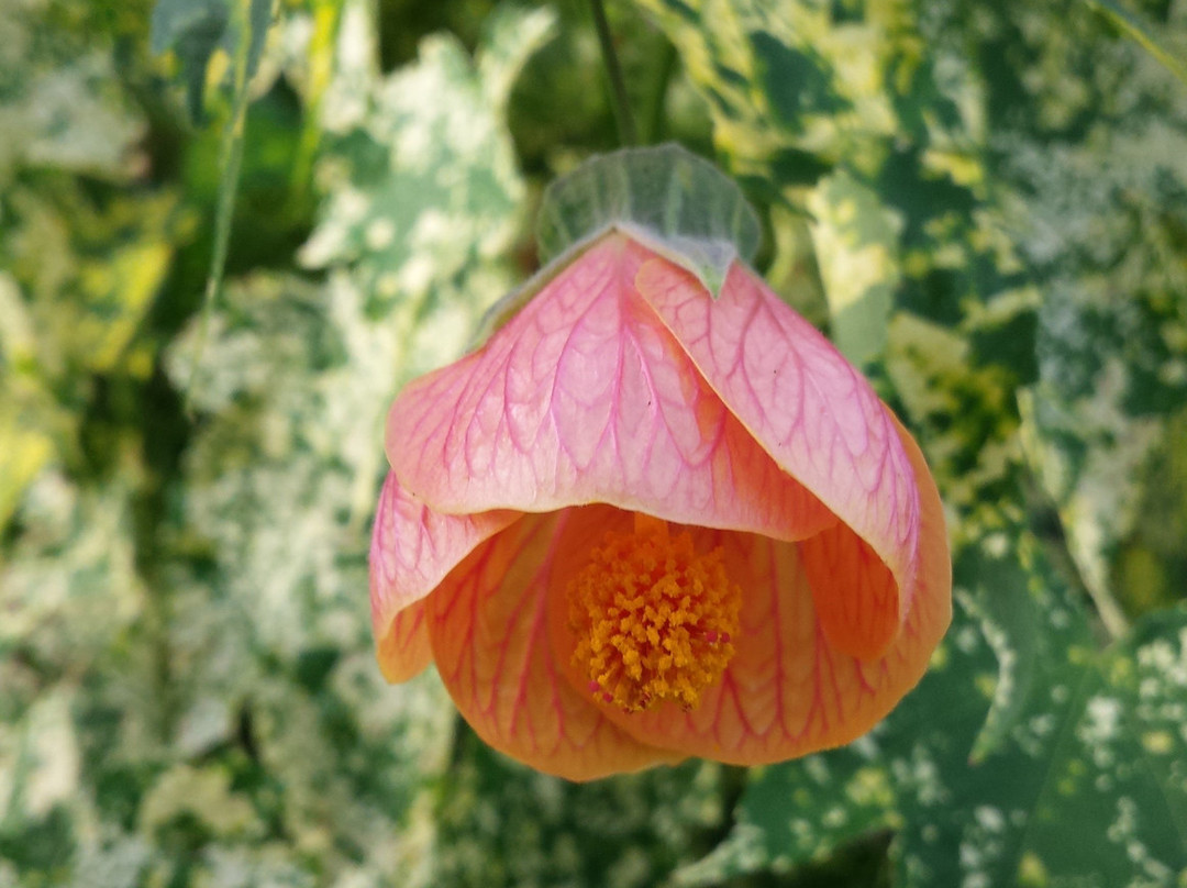 Camifolia Garden-Chemille必去景点