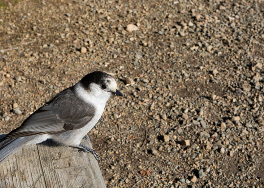 Mount Walker-Quilcene必去景点