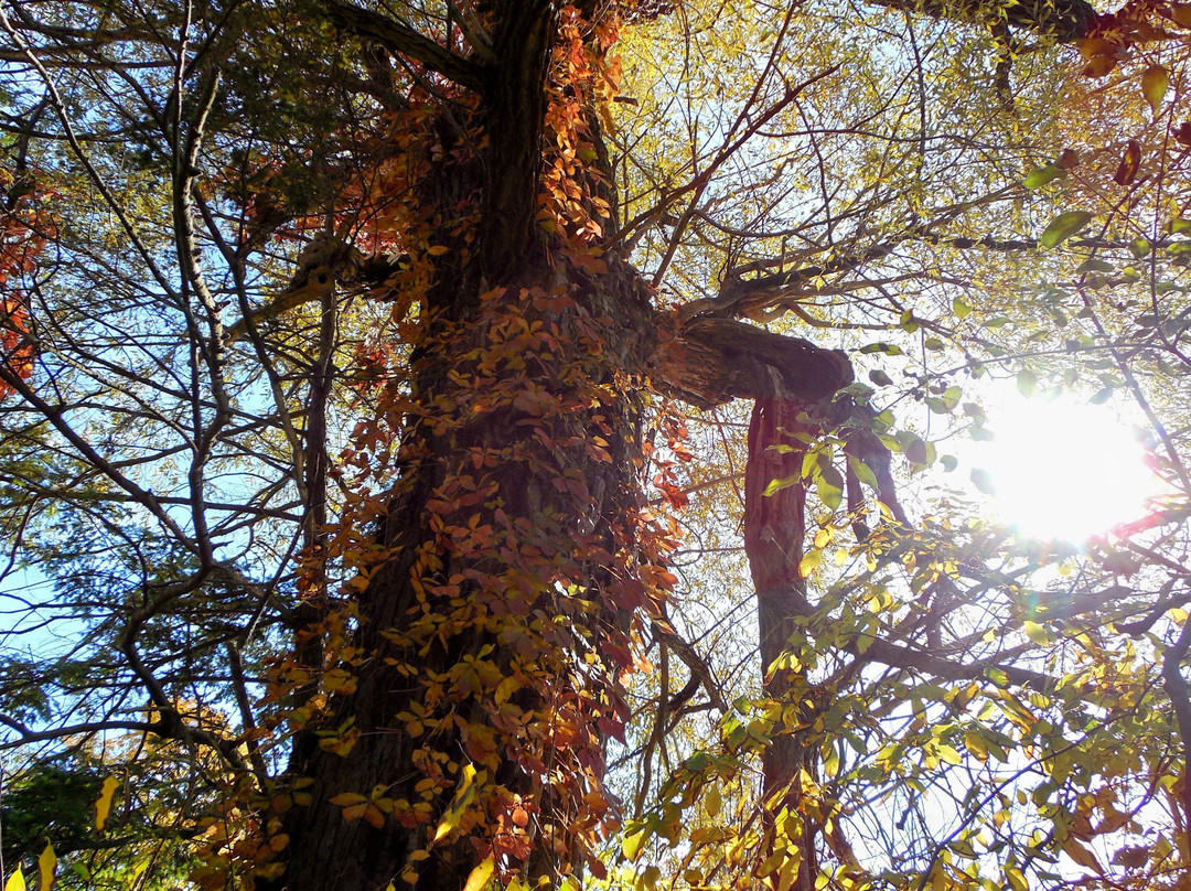 Dufferin Islands Park-尼亚加拉大瀑布必去景点