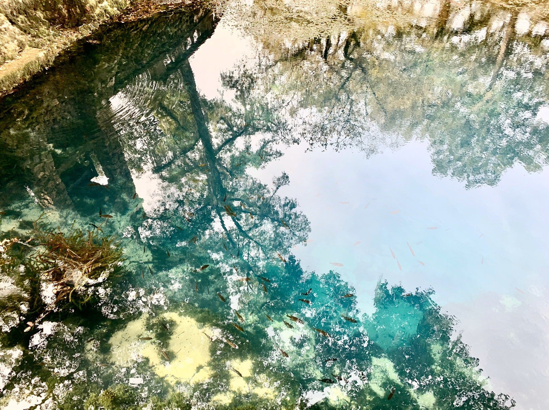 Radium Springs Gardens-奥尔巴尼必去景点