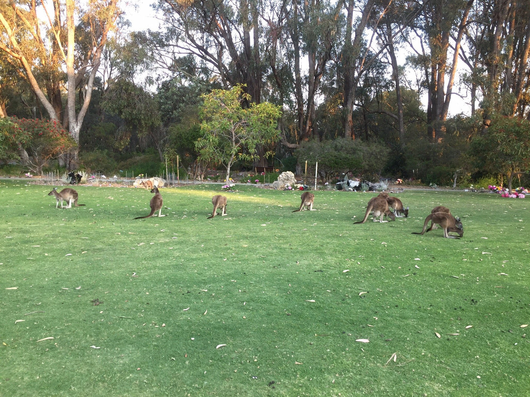 Pinnaroo Valley Memorial Park景点图片