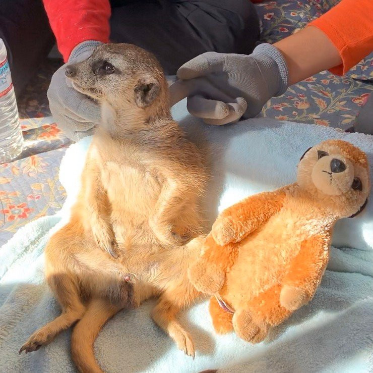 Fellow Earthlings Wildlife Center景点图片
