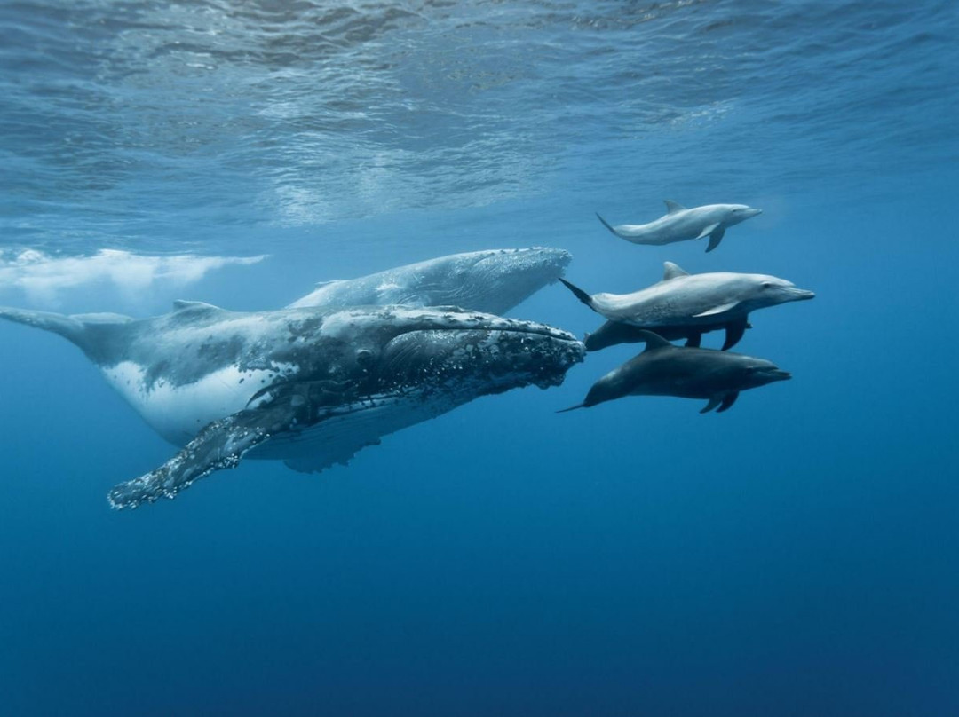 Baja's Awesome Whales & Dolphins景点图片