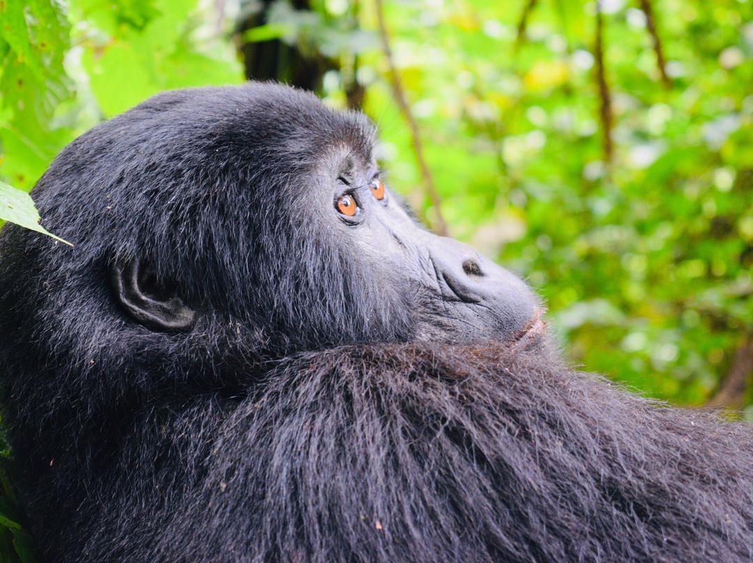 Mambo Gorilla Safari景点图片