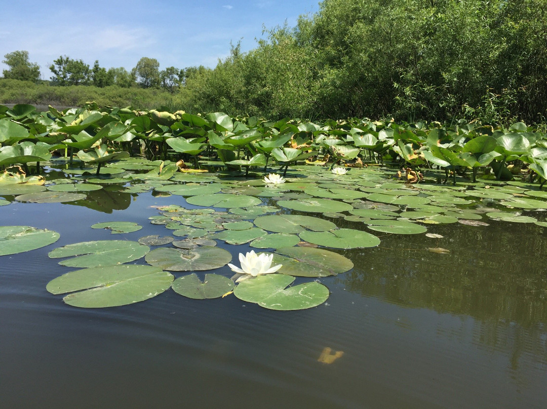 Running Rivers Paddle Board and Kayak Rentals-Day Rentals景点图片