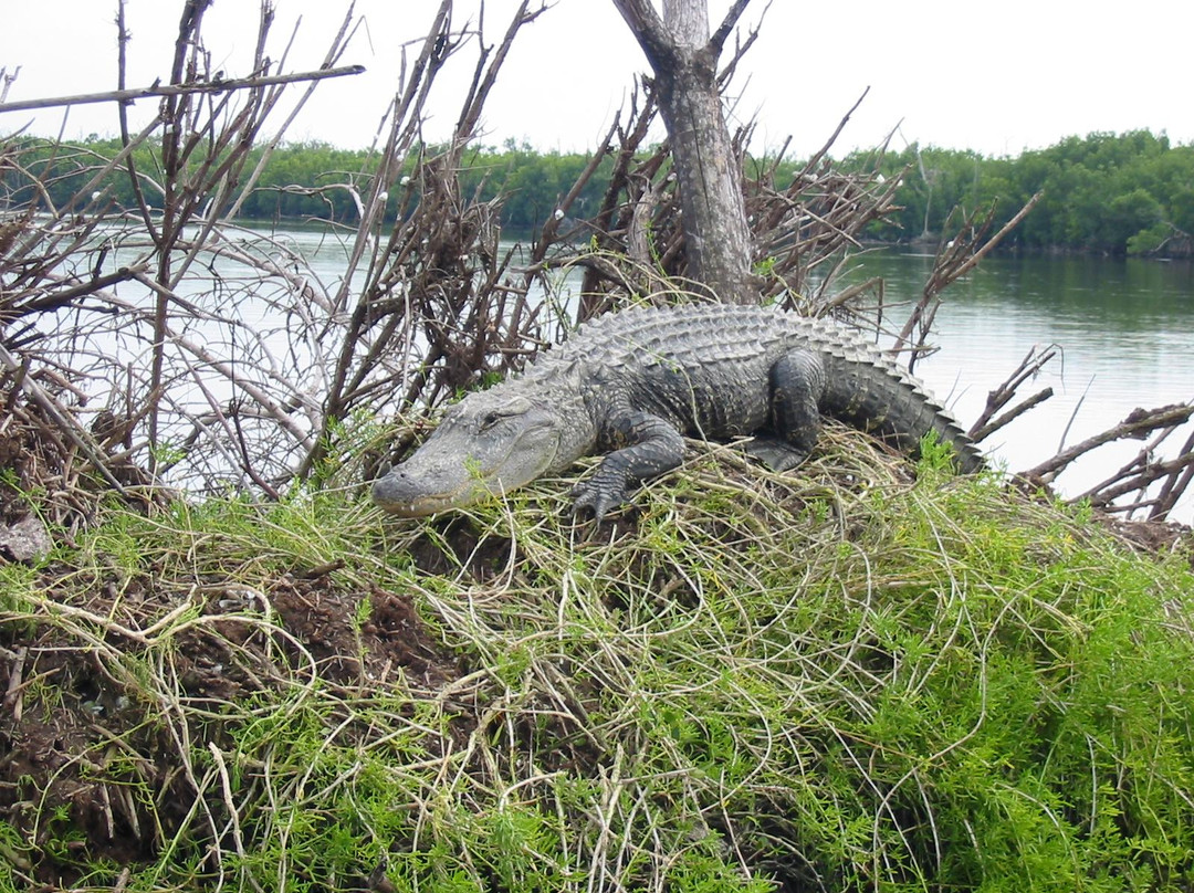 Chokoloskee Island Charters景点图片