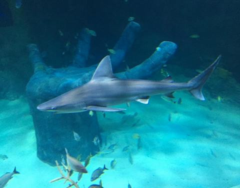 奥兰多海洋世界水族馆-奥兰多必去景点
