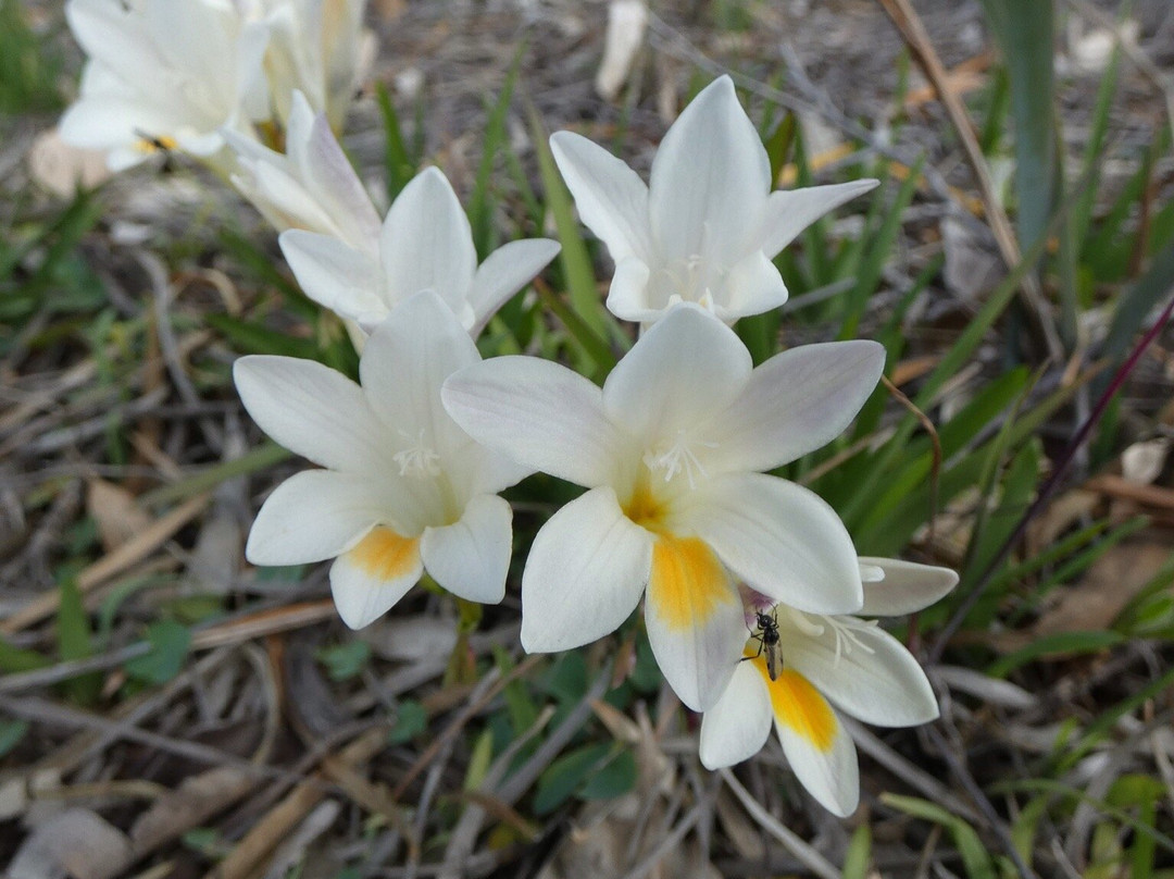 Kellerberrin Hill Lookout-Kellerberrin必去景点