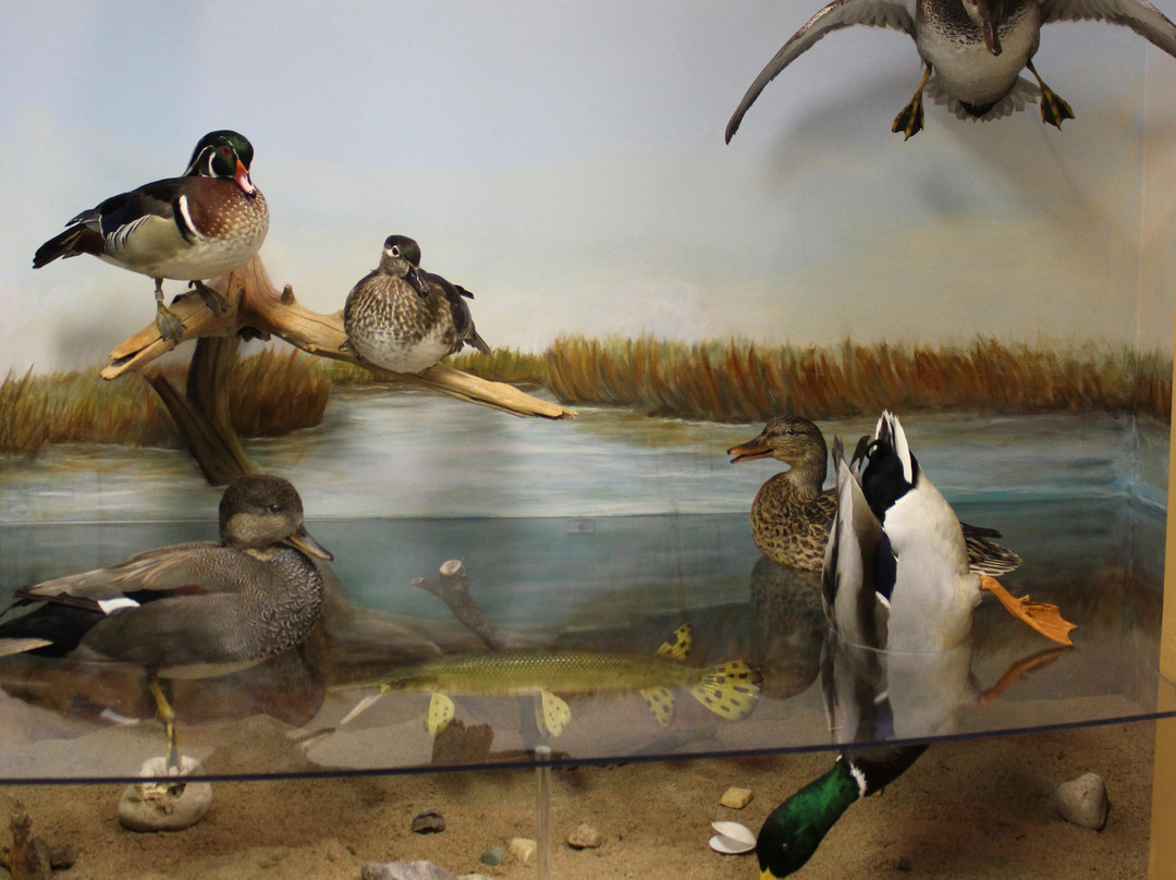 Flyways Waterfowl Experience-巴拉布必去景点