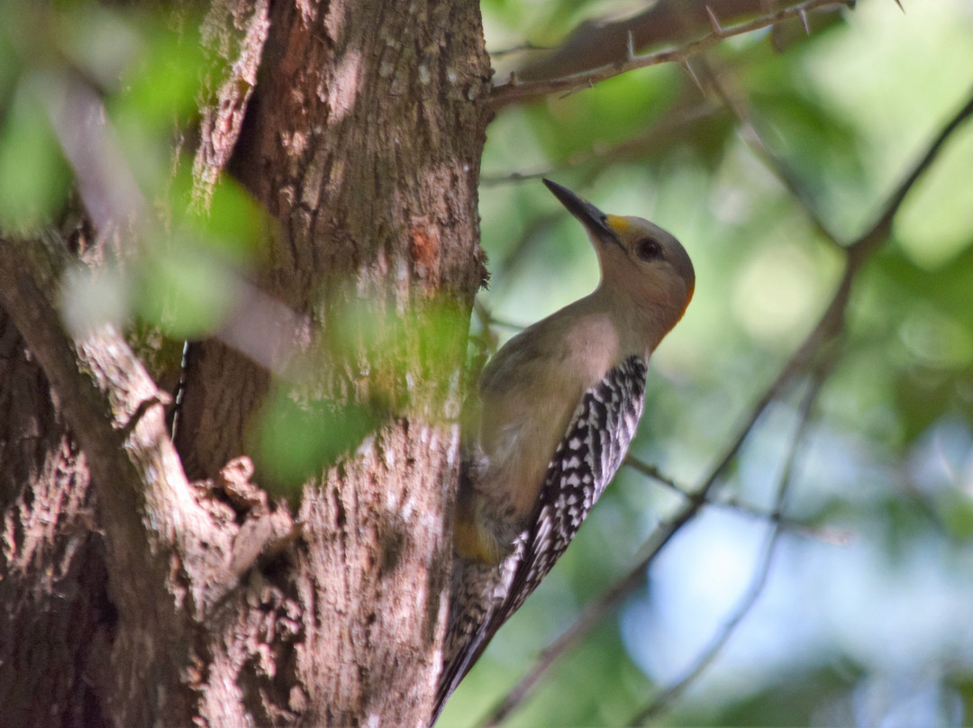 Hugh Ramsey Nature Park-Harlingen必去景点