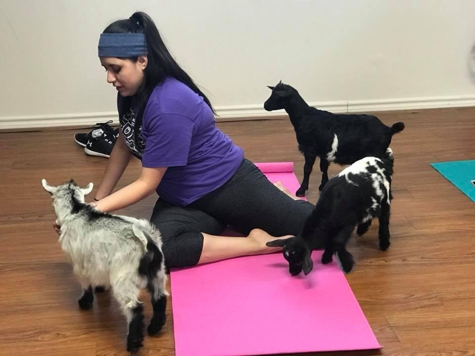 Waco Goat Yoga-韦科必去景点