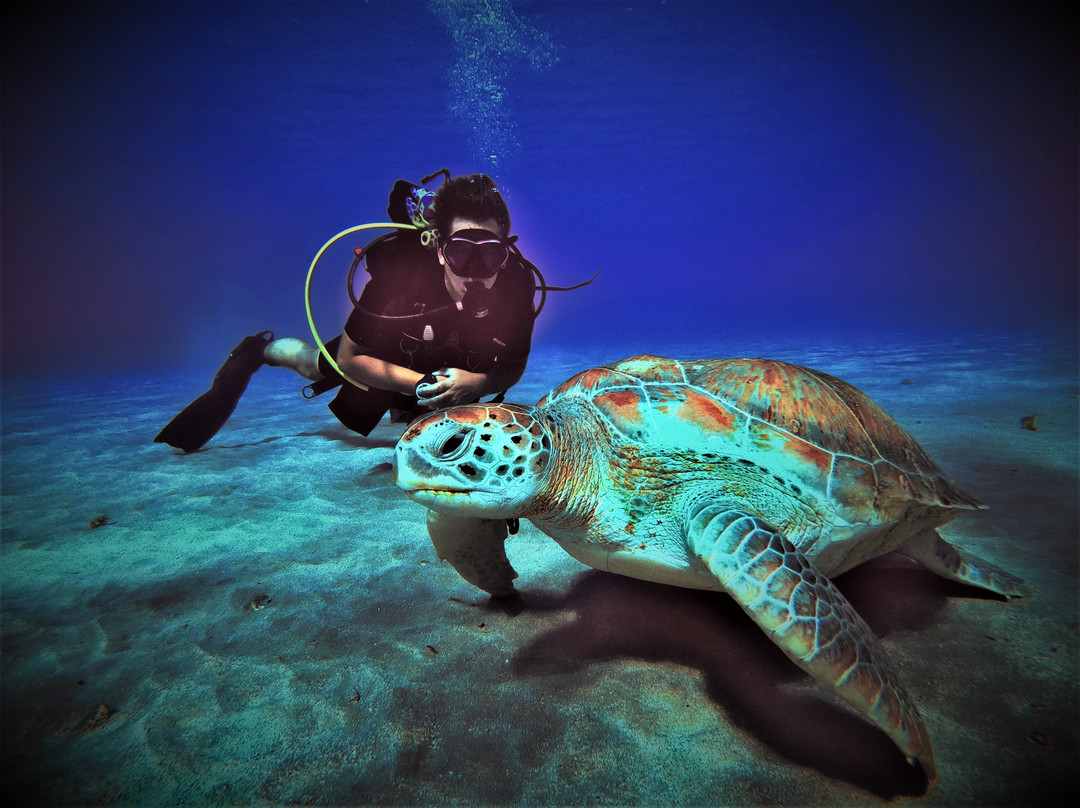 Red Snapper Diving-Dorp Sint Michiel必去景点