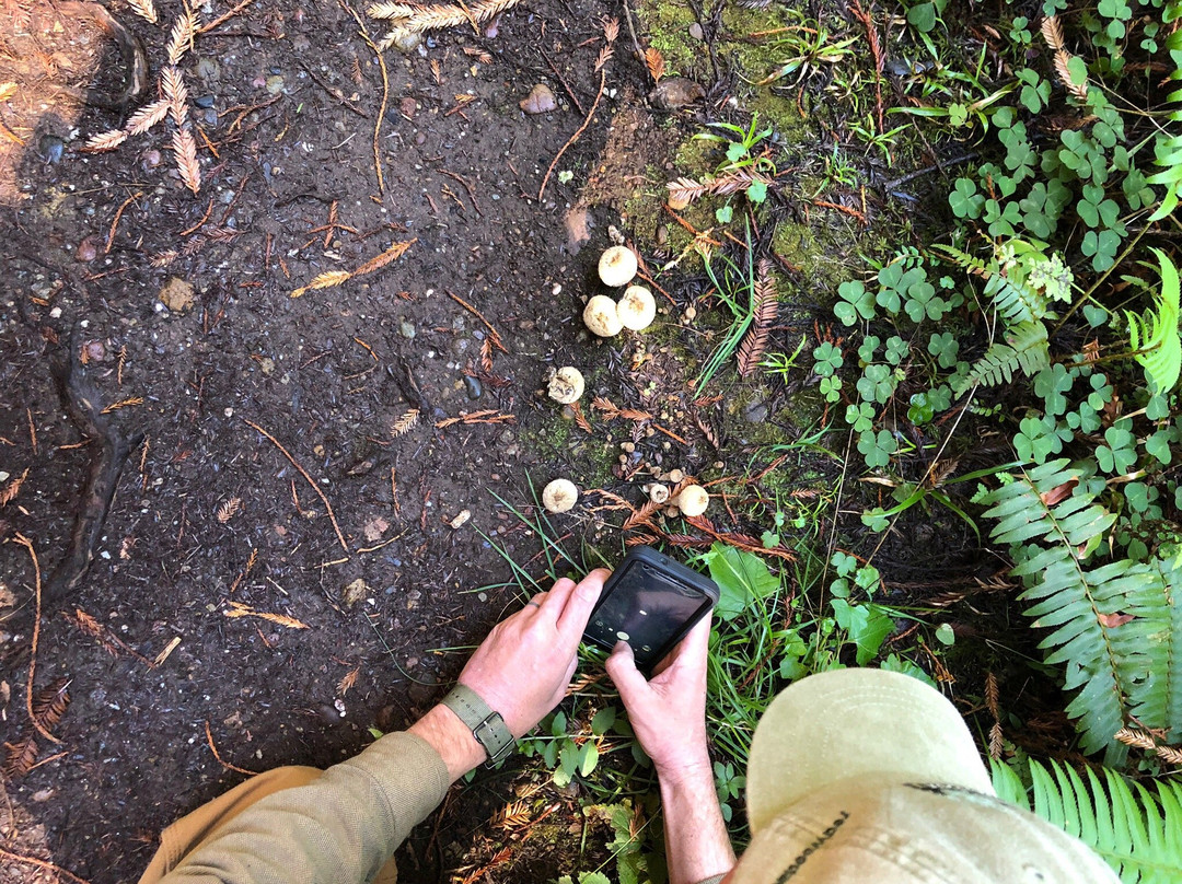 Redwood Adventures景点图片