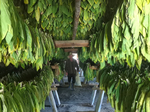 Cuban Cowboy Tours-维纳勒斯必去景点