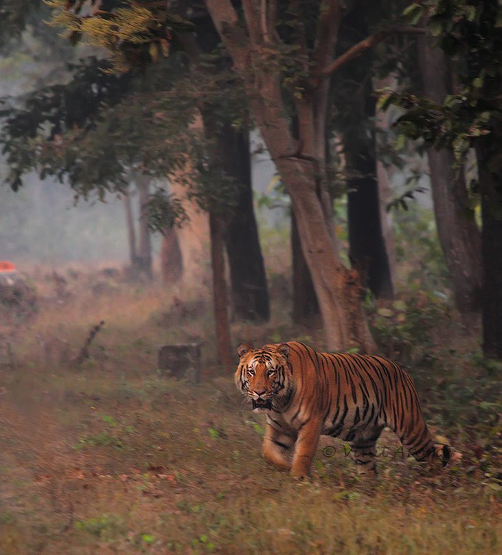 Umred Karhandla Wildlife Sanctuary景点图片