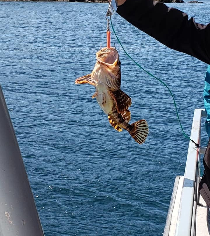 Bay Bulls (Bull Head)-Bay Bulls必去景点