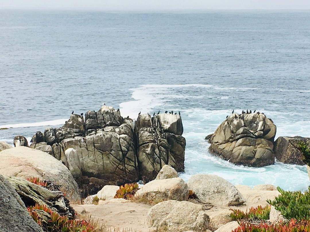 Ghost Tree-圆石滩必去景点