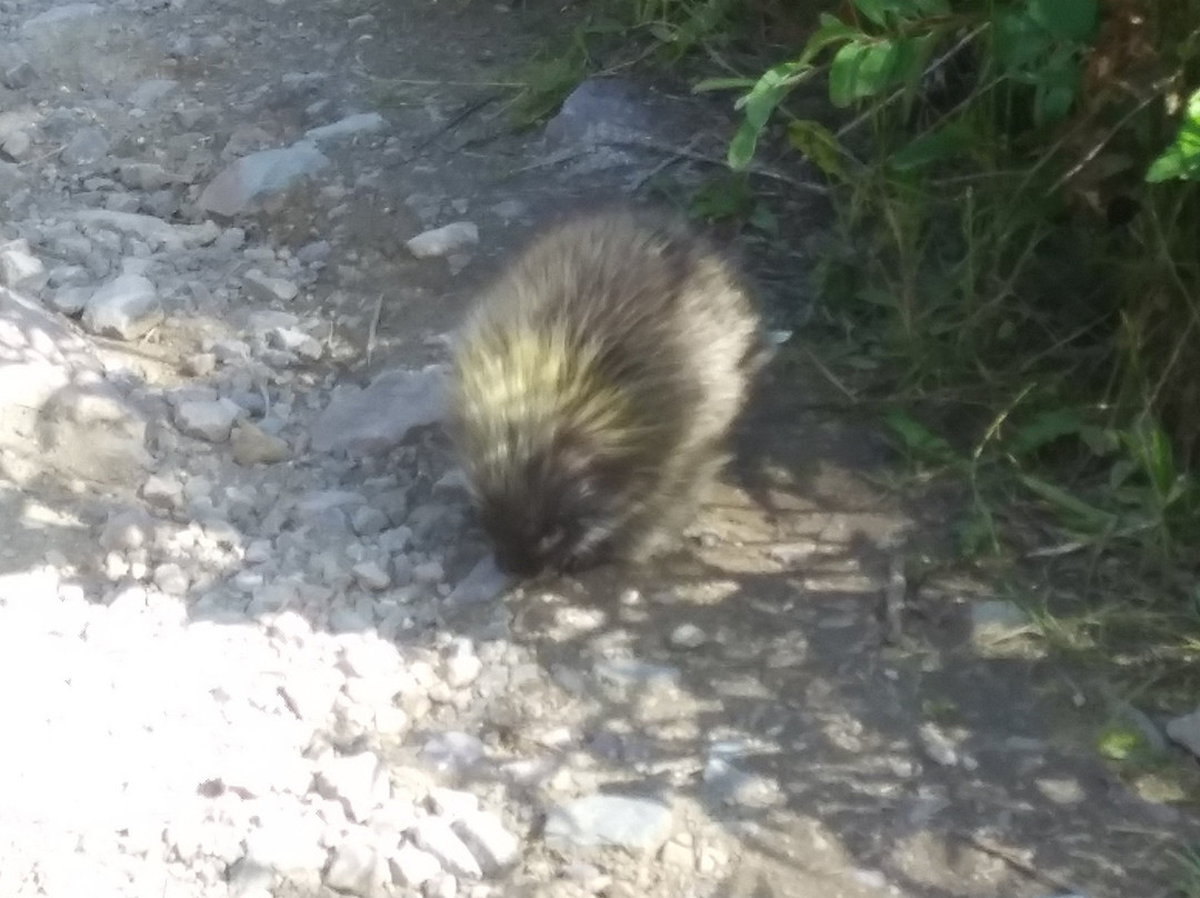 Gorman Lake-戈尔登必去景点