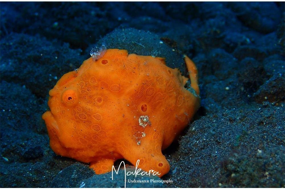 DIVING AND SNORKELING TULAMBEN MAKARA-图兰本必去景点