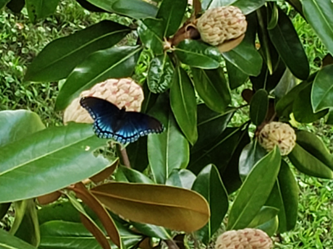 Ginger Blue Inn主图