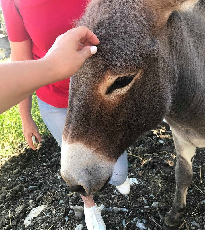 Ferme Pédagogique de la Mourière景点图片